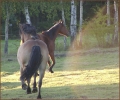 Impressionen - Westerntraining Volker Walther