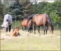 Westerntraining Volker Walther
